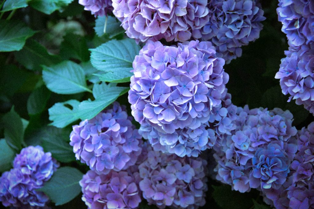 明月院の姫紫陽花